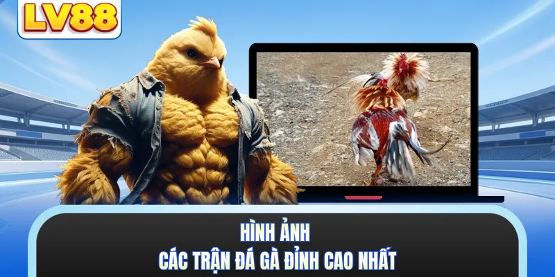 Hình ảnh các trận đá gà đỉnh cao nhất